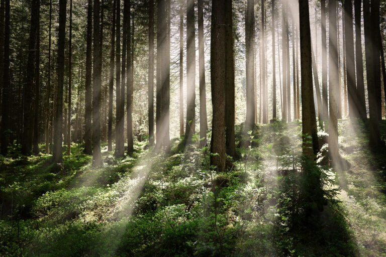 beautiful shot forest with tall trees bright sun rays shining