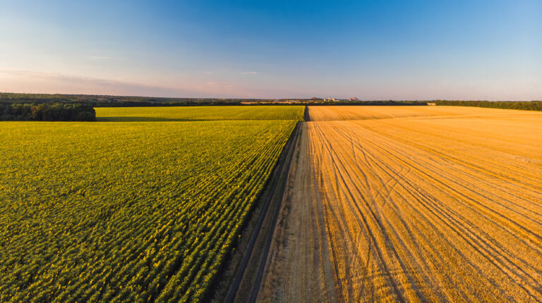 colorful farm fields from sunflower wheat rye corn